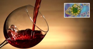Enólogos dizem que beber vinho ajuda a prevenir infeção com coronavírus